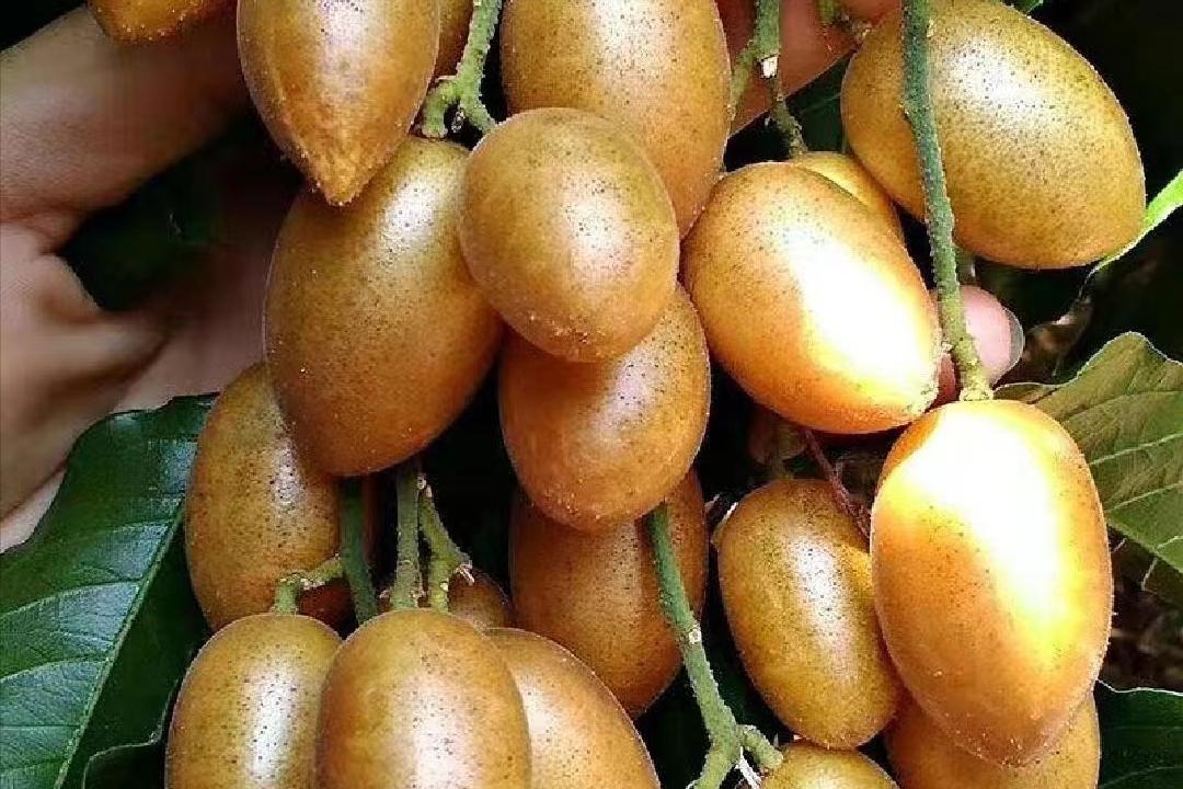 广东猪仔价格最新行情,广东猪仔价格最新行情深度解析，广东猪仔价格最新行情深度解析报告