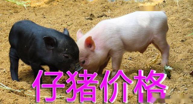 今日仔猪价最新价,今日仔猪价格走势分析，最新行情揭示，今日仔猪价格走势分析，最新行情揭示与价格走势探讨