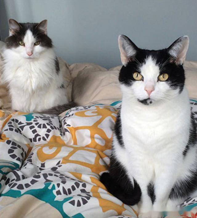 猫咪av最新网站,关于猫咪的世界，探索最新猫咪网站的故事，猫咪世界探索，最新猫咪网站揭秘与故事揭秘（避免涉黄内容）