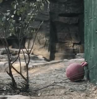 最新GIF,最新GIF，动态之美的无限魅力，动态之美，最新GIF的无限魅力