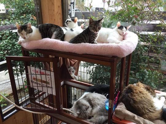 猫咪社区最新版下载,猫咪社区最新版下载，打造你的虚拟猫咪乐园，猫咪社区最新版下载，打造你的专属虚拟猫咪乐园