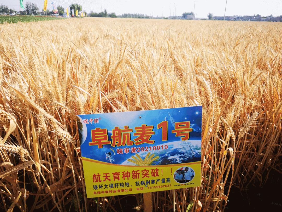 阜阳玉米价格最新行情,阜阳玉米价格最新行情，市场走势与种植户、消费者的共鸣，阜阳玉米价格最新行情，市场走势与各方共鸣的玉米行情报告
