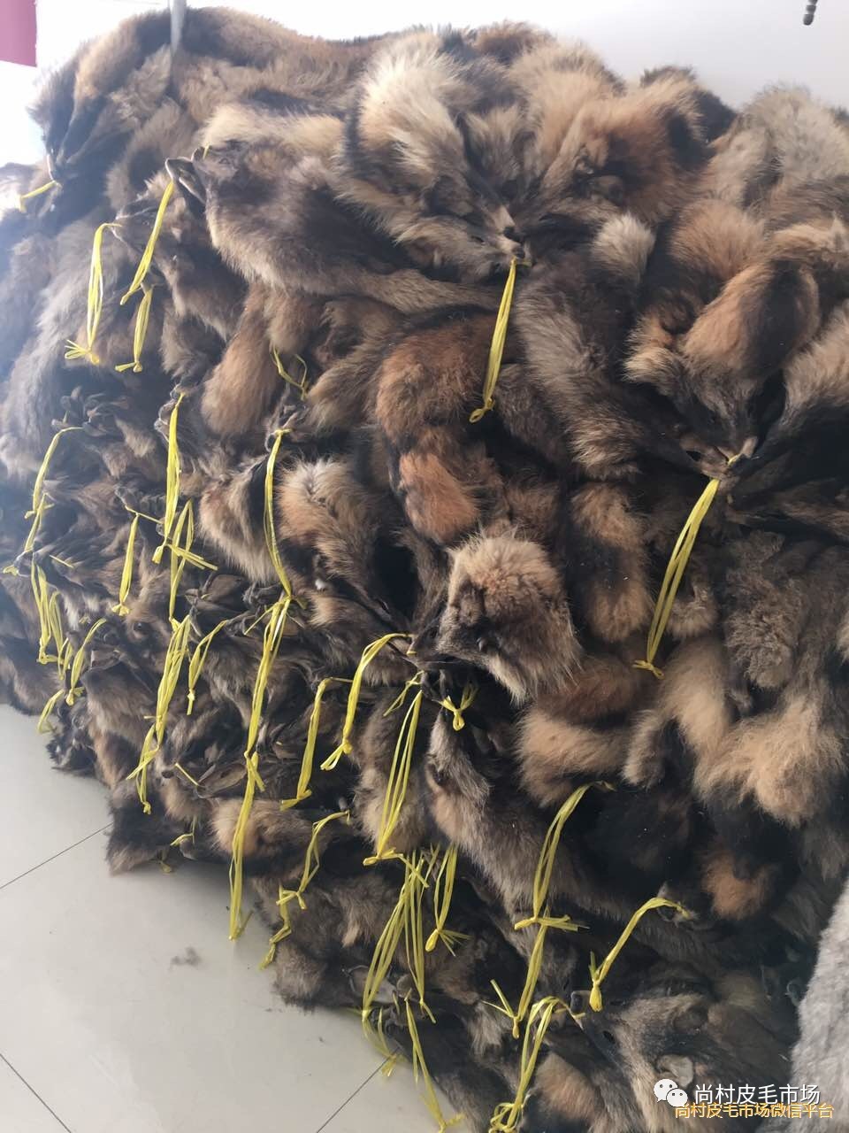 最新貉皮价格,最新貉皮价格，时尚潮流下的独特魅力与价格走势，最新貉皮价格，时尚潮流中的独特魅力与走势分析