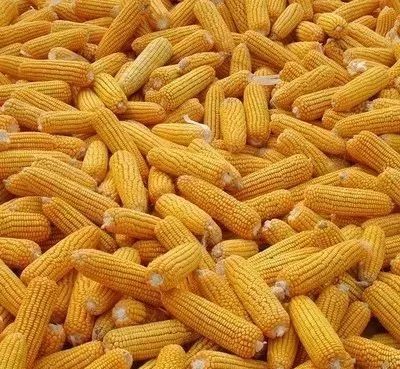 口腔卫生用品 第69页