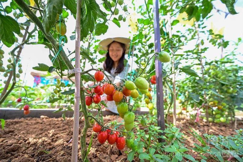 番茄社区最新破解版,番茄社区最新破解版，探索数字时代的社交新纪元，番茄社区最新破解版，数字时代的社交新纪元探索