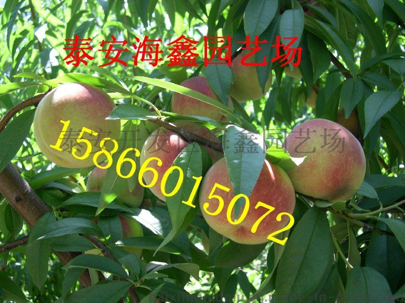 最新桃苗,最新桃苗，绿意盎然的新生与希望，最新桃苗，绿意盎然的新生与希望之种